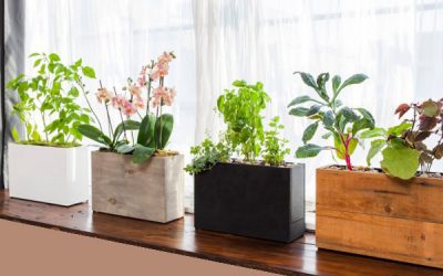 Balcony Vegetable Garden Ideas for Apartments